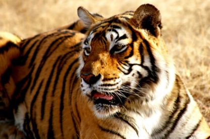 Kanha National Park