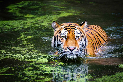 Sariska National Park